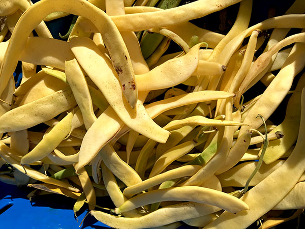 yellow_romano_beans